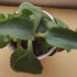 Bryophyllum daigremontianum